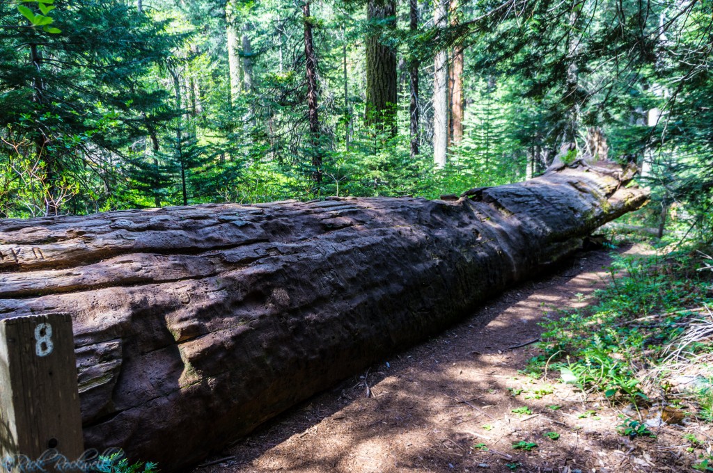 big tree grove fallen tree (1 of 1)