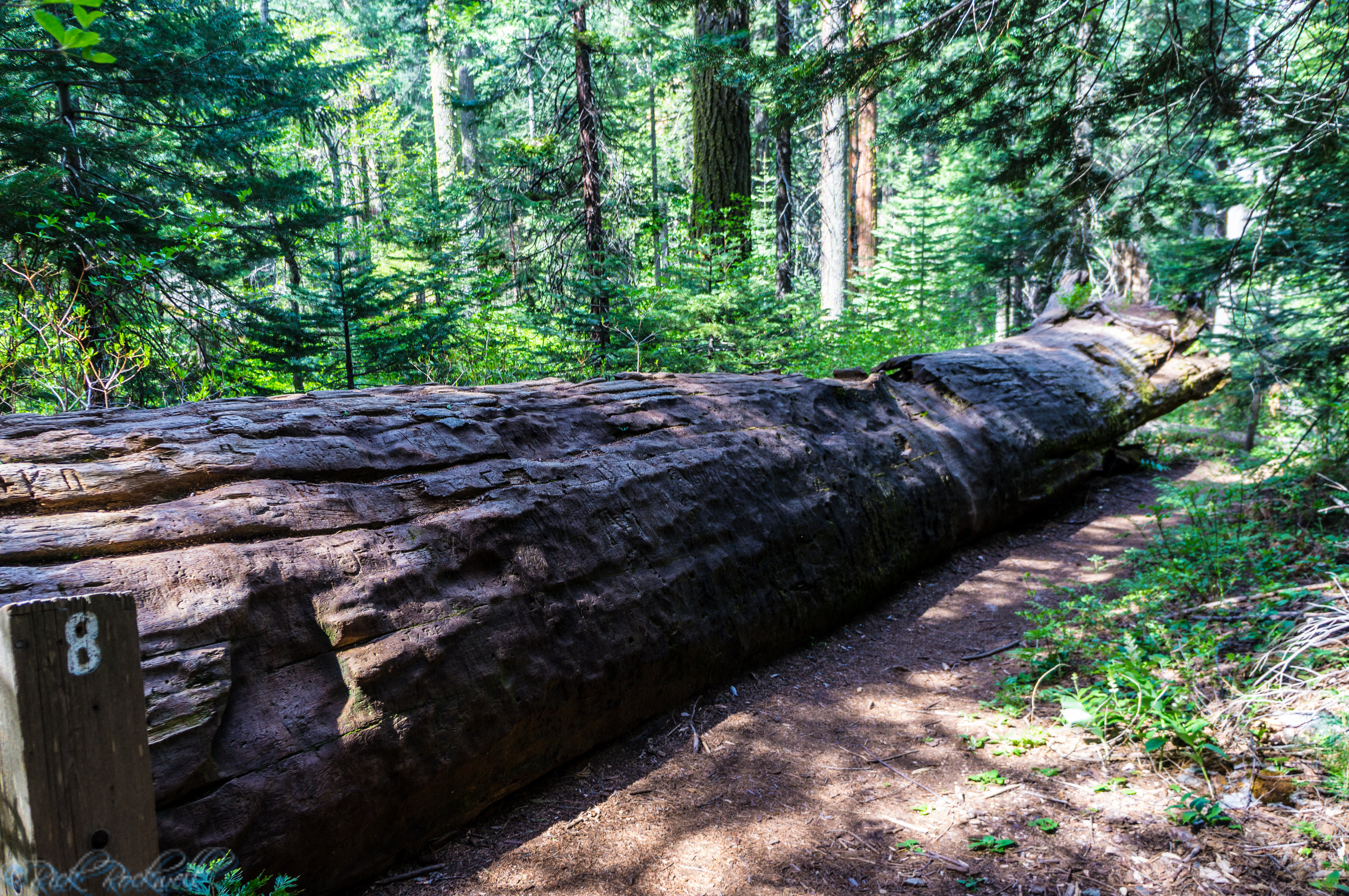 Photo of California’s cherished sequoia trees affected by drought