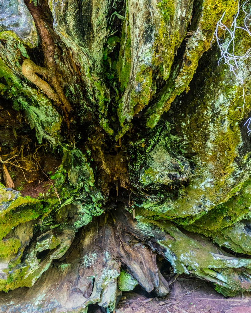 big tree grove fallen tree 2 (1 of 1)