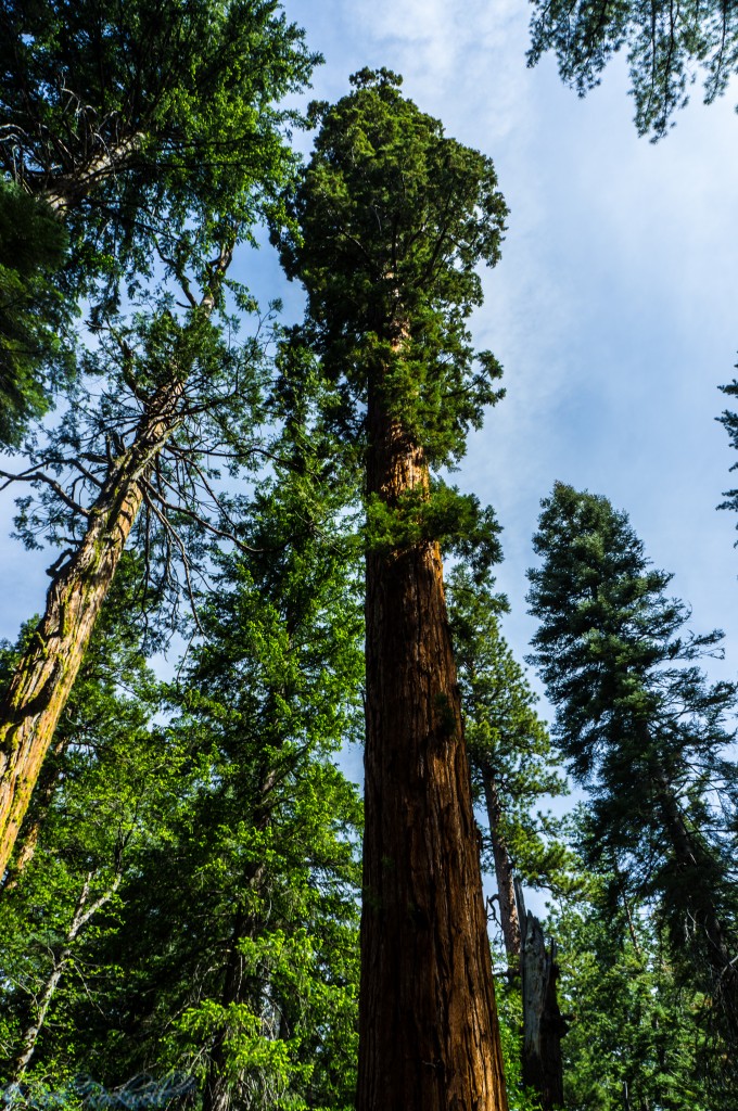 big tree grove joffre tree (1 of 1)