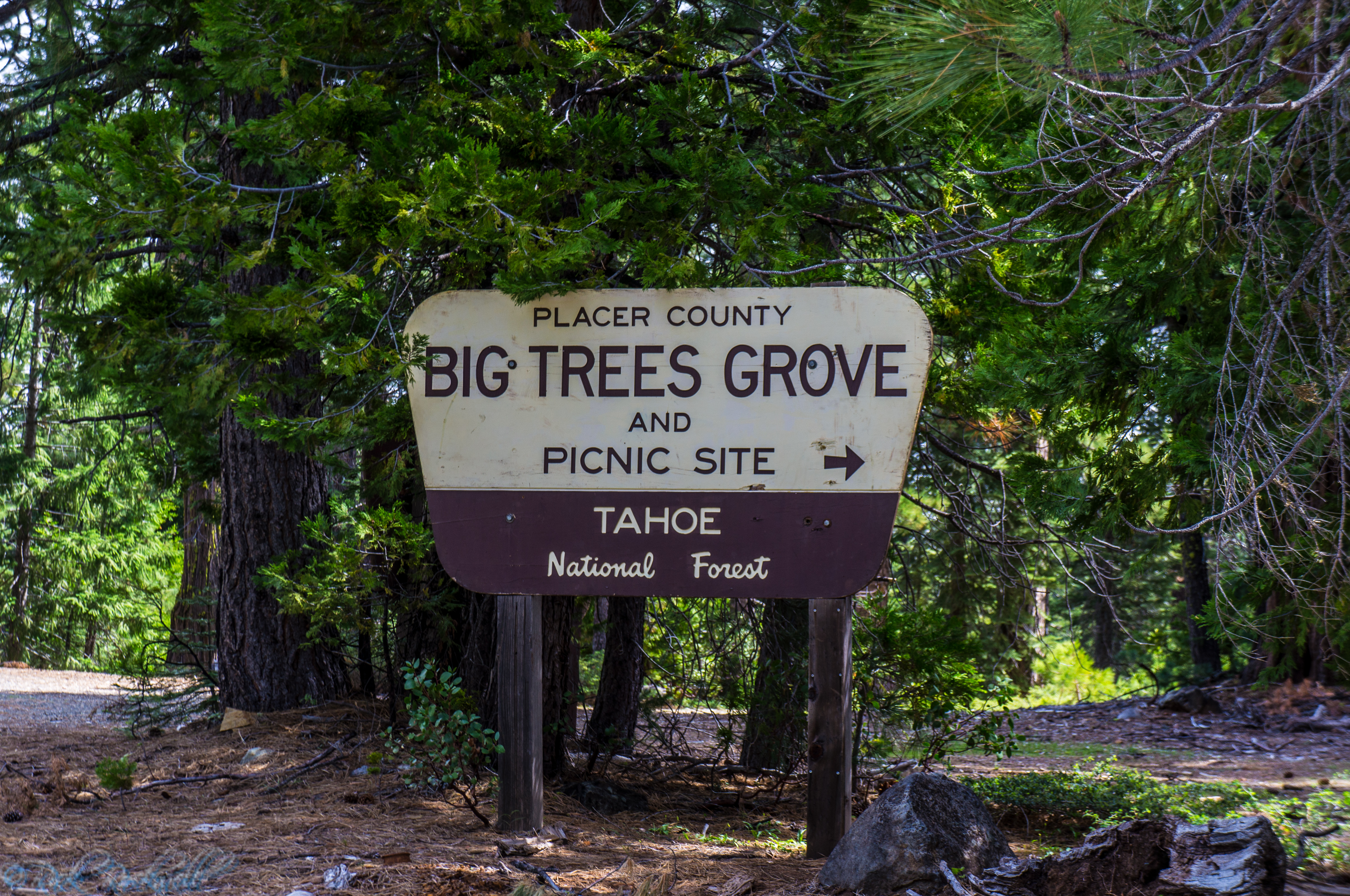 Photo of Big Trees Grove: Placer County’s giant sequoia anomaly