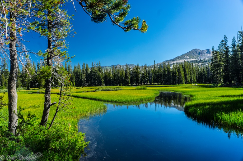 Heading out to the meadow