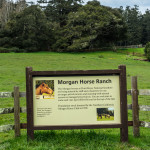 morgan horse ranch 2 (1 of 1)