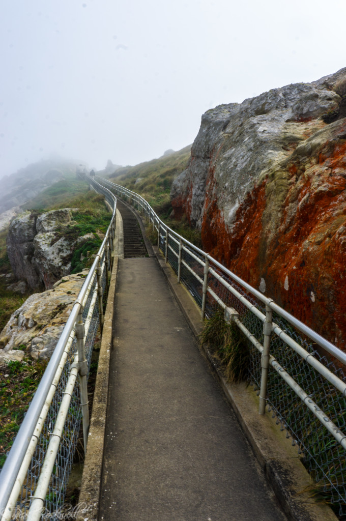 pt reyes stairs halfway (1 of 1)