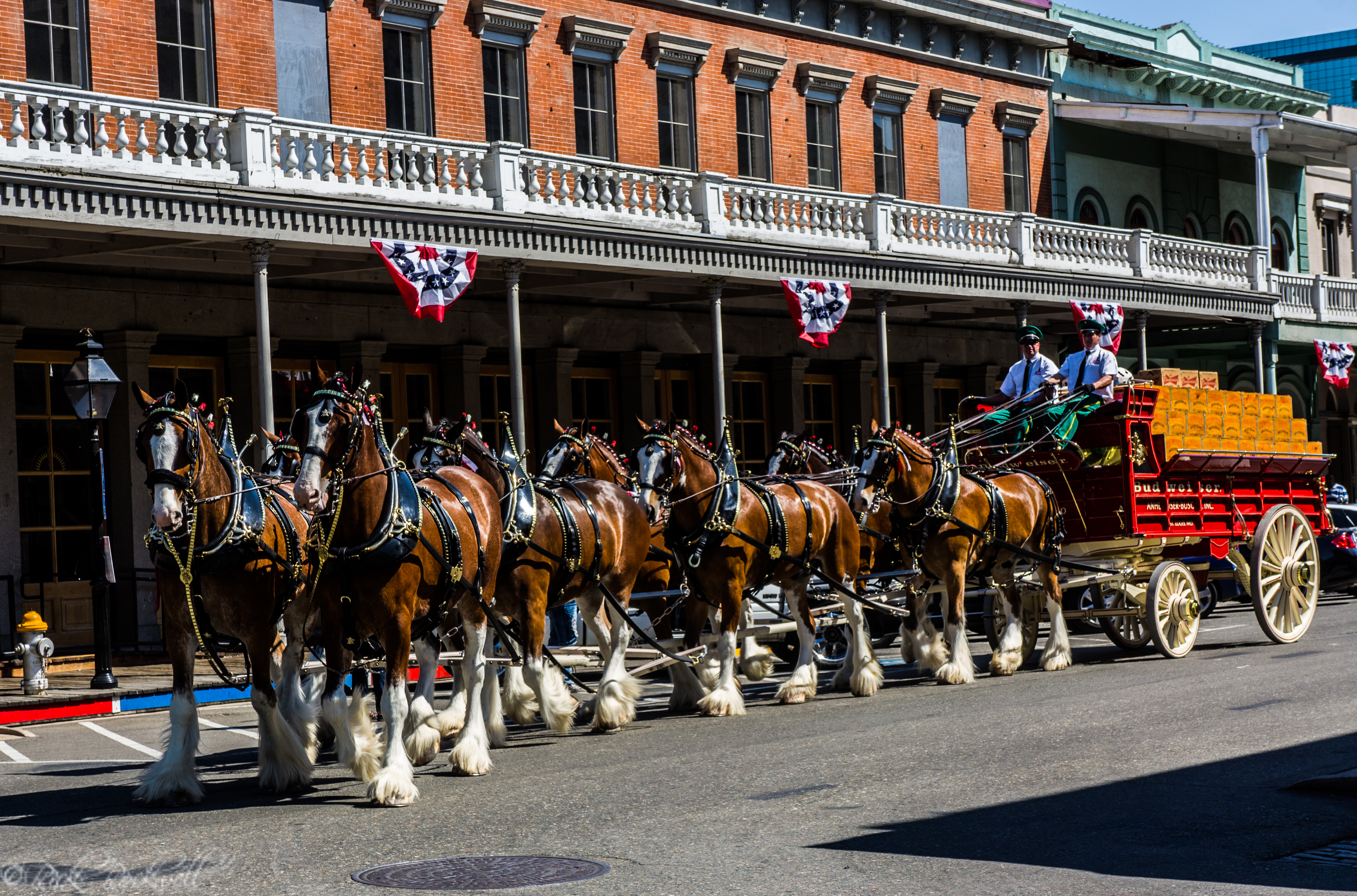 Photo of The Budweiser Clydesdales majestically stroll through Old Sacramento