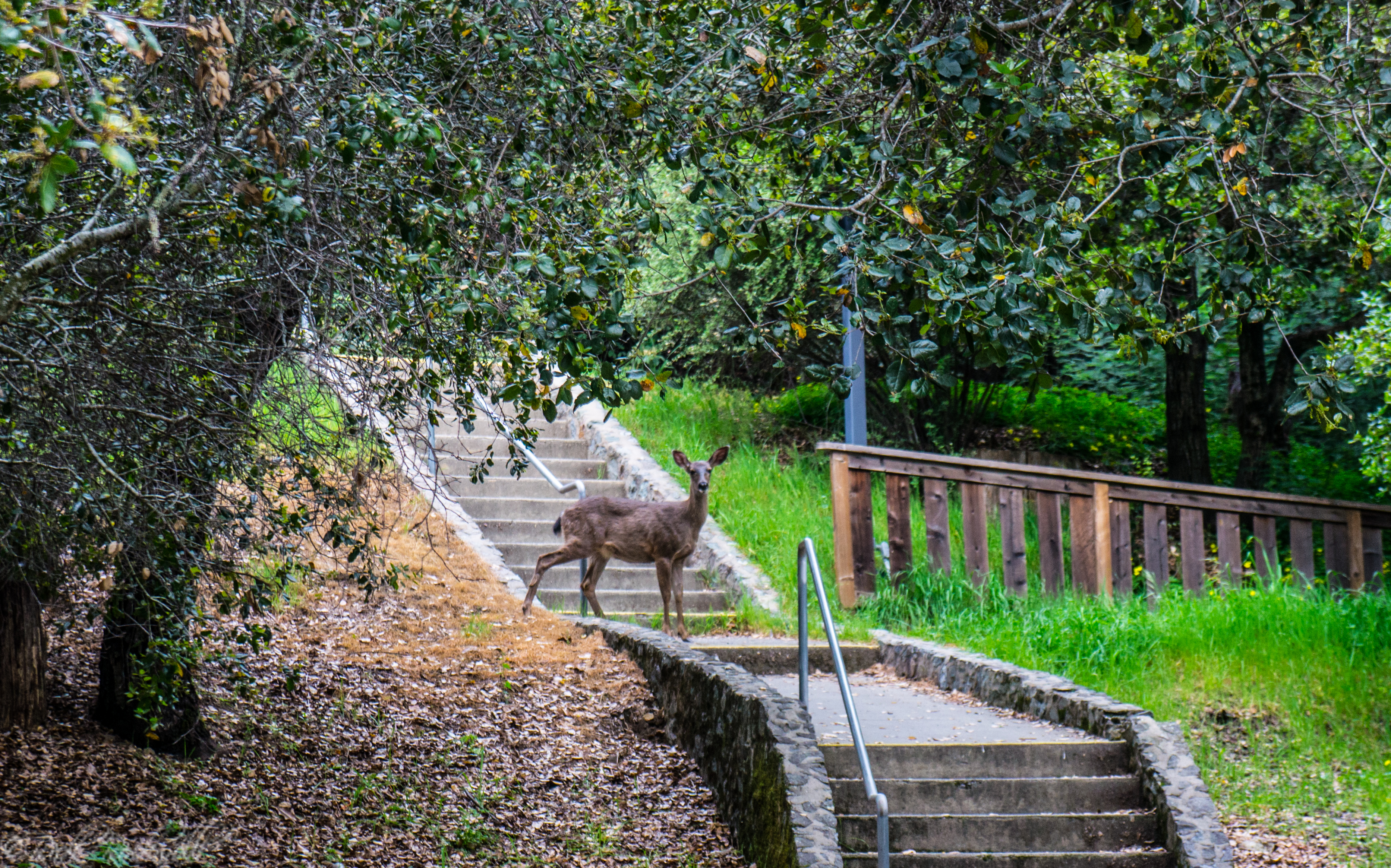 Photo of Wildlife encounters increase due to drought, Bear sightings double in a year