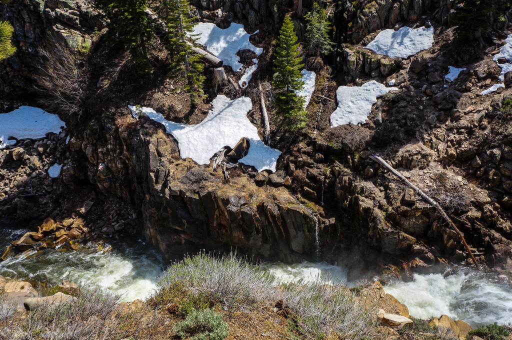 little truckee river (1 of 1)