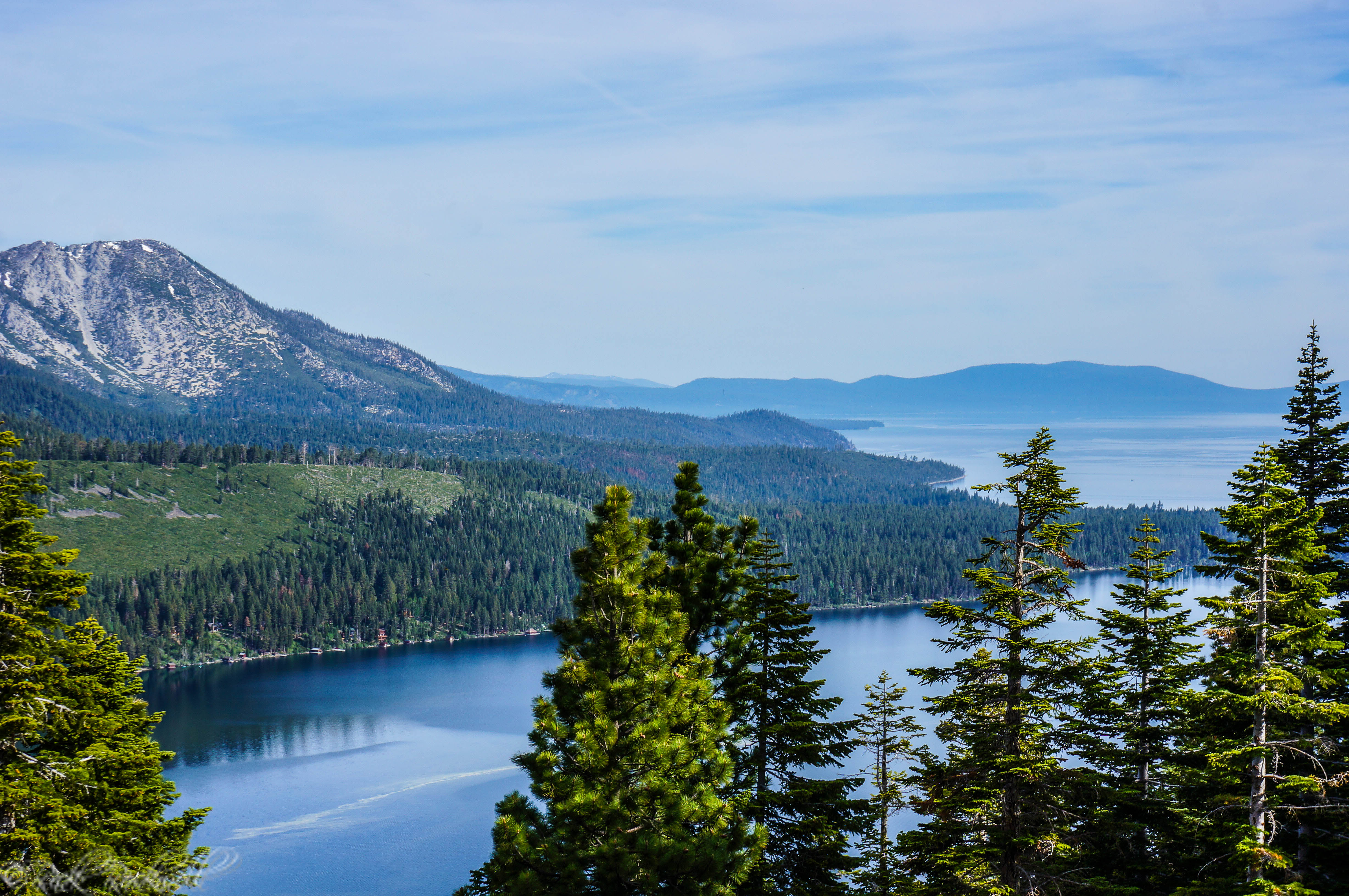 Photo of The Underwater Forest of Fallen Leaf Lake