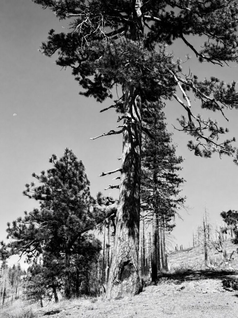 black and white view of the Old 49er tree