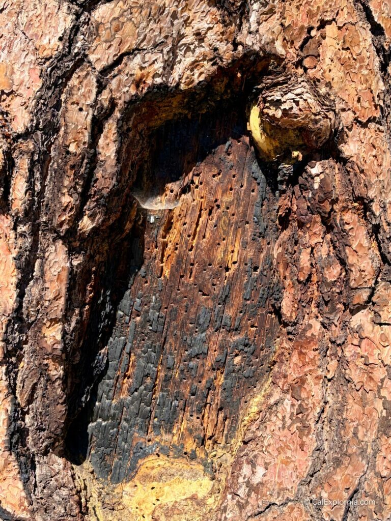 Closer view of the Old 49er Tree scar