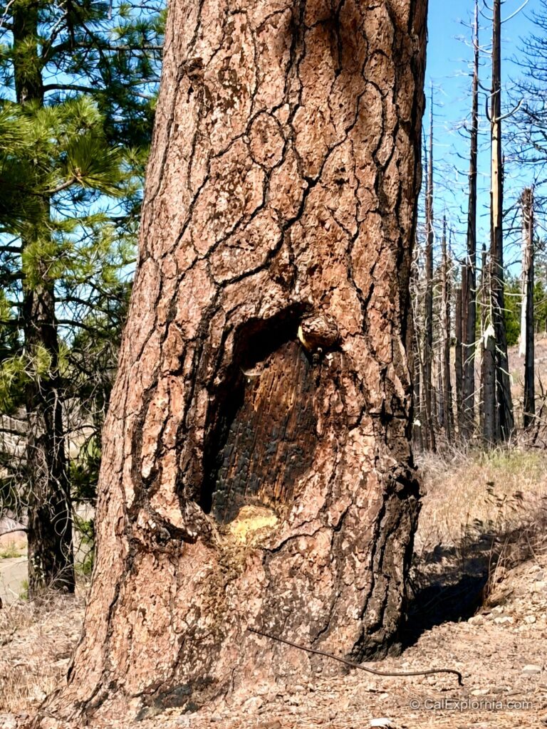 Looking at the fire scar of the Old 49er Tree