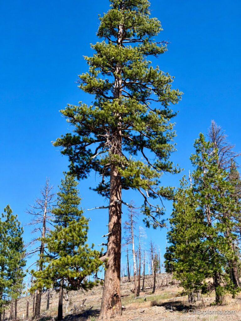 Full-size view of the Old 49er Tree