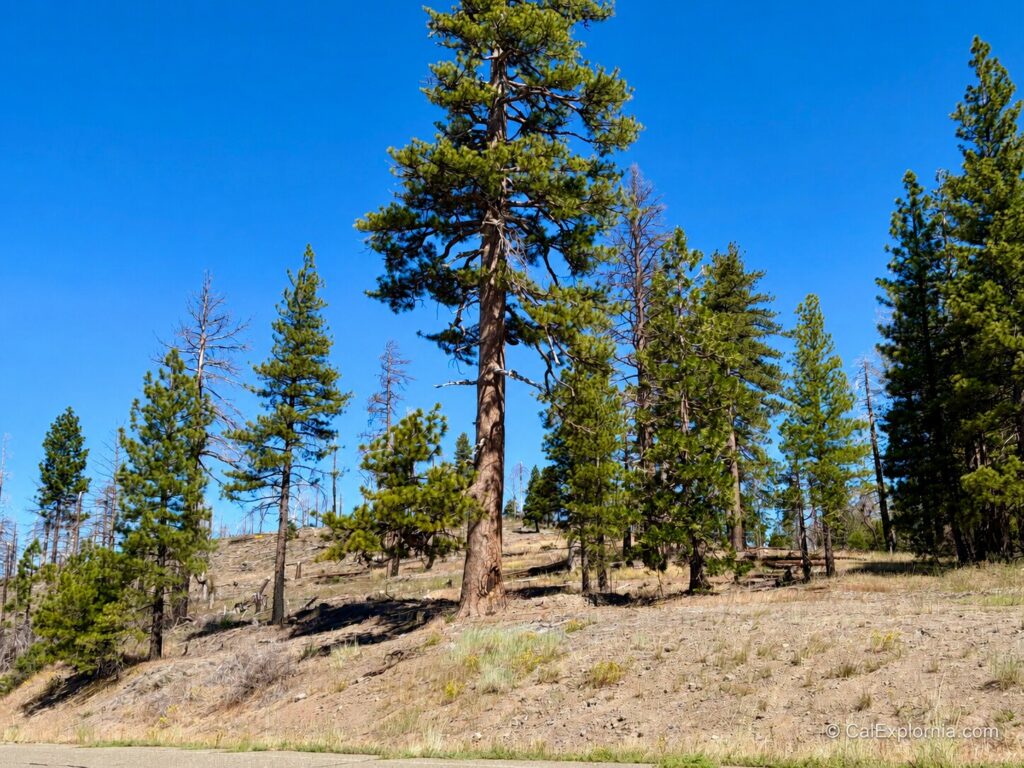 Surrounding landscape of the Old 49er Tree and landscape