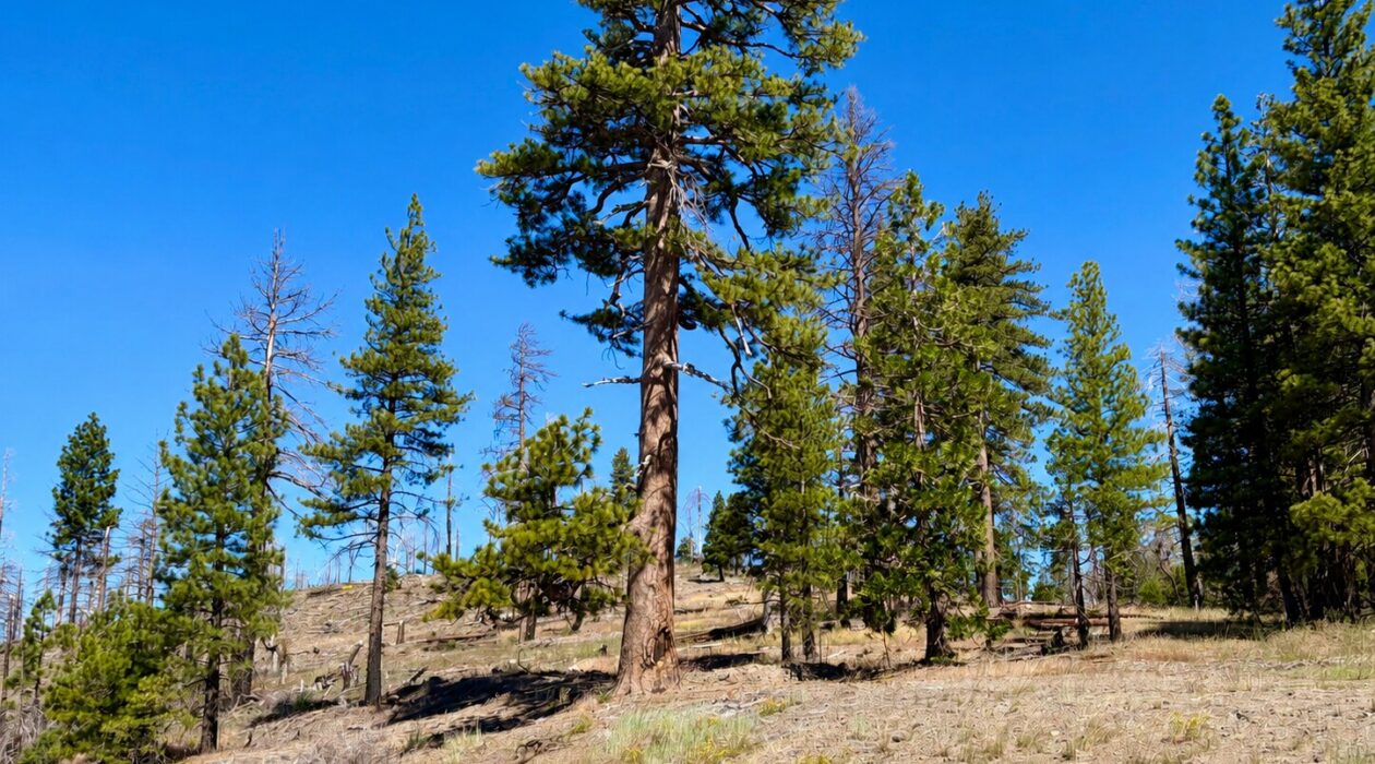 Surrounding landscape of the Old 49er Tree and landscape