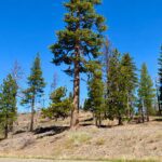 Surrounding landscape of the Old 49er Tree and landscape
