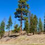 Surrounding landscape of the Old 49er Tree and landscape